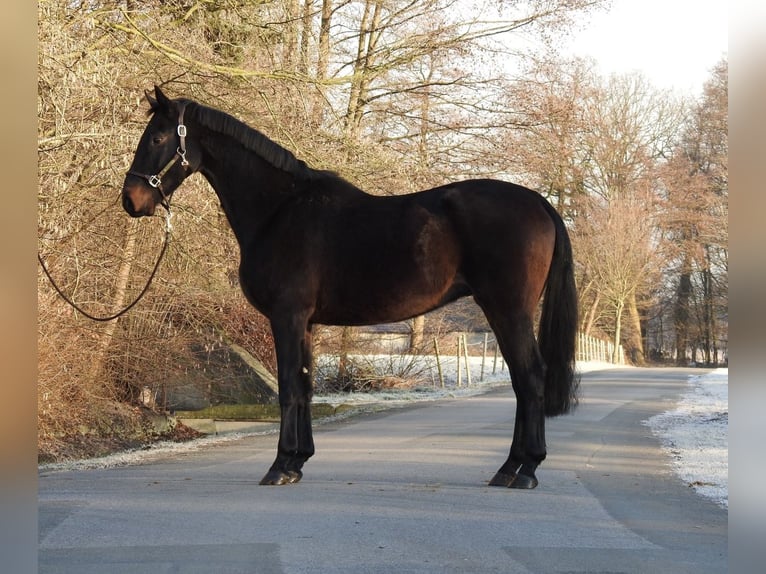 Hannoveriano Caballo castrado 5 años 167 cm Castaño oscuro in Verl