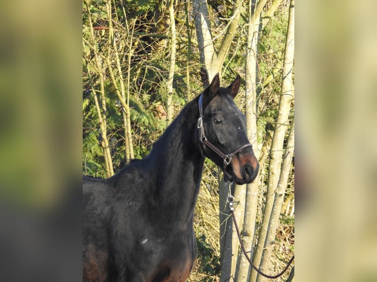 Hannoveriano Caballo castrado 5 años 167 cm Castaño oscuro in Verl