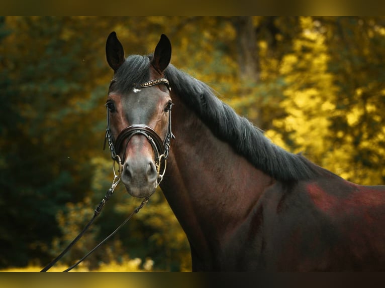 Hannoveriano Caballo castrado 5 años 167 cm Castaño oscuro in Kefferhausen