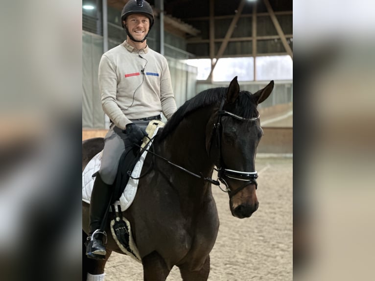 Hannoveriano Caballo castrado 5 años 167 cm Morcillo in Deitingen