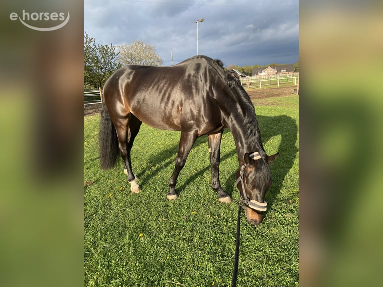 Hannoveriano Caballo castrado 5 años 167 cm Negro in Bocholt