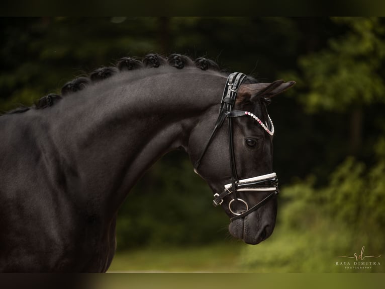 Hannoveriano Caballo castrado 5 años 167 cm Negro in Wehringen