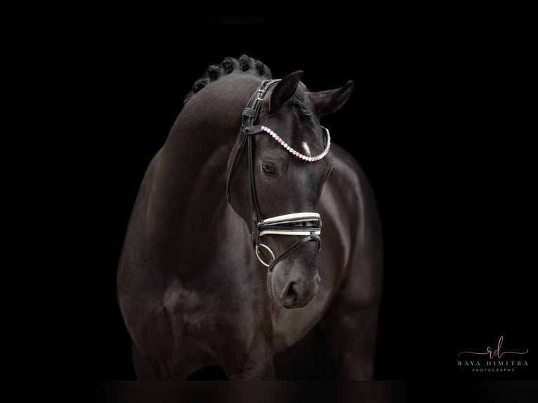 Hannoveriano Caballo castrado 5 años 167 cm Negro in Wehringen
