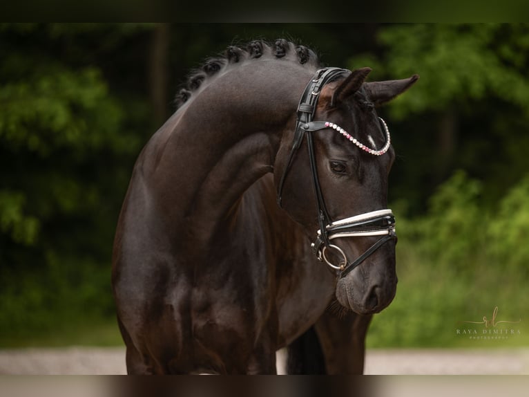 Hannoveriano Caballo castrado 5 años 167 cm Negro in Wehringen