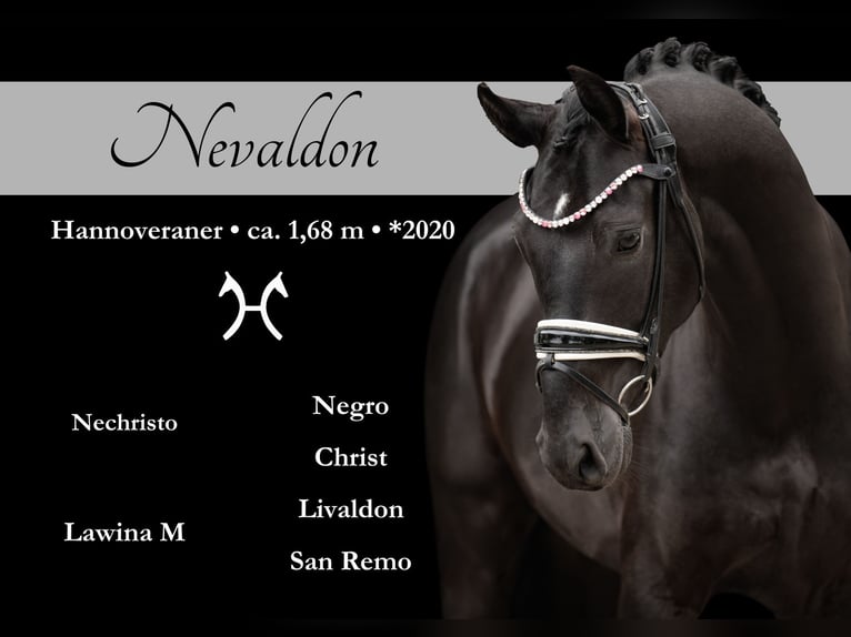 Hannoveriano Caballo castrado 5 años 167 cm Negro in Wehringen