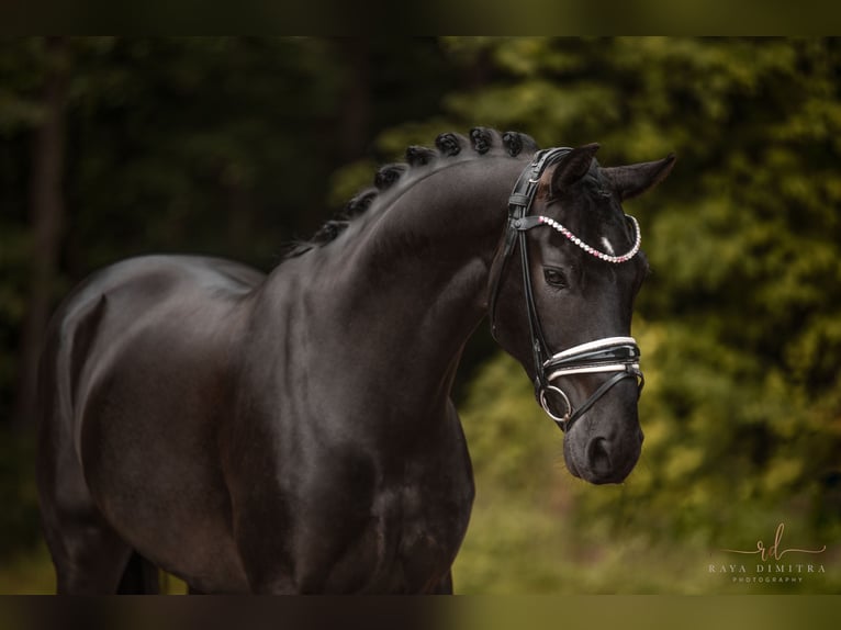 Hannoveriano Caballo castrado 5 años 167 cm Negro in Wehringen