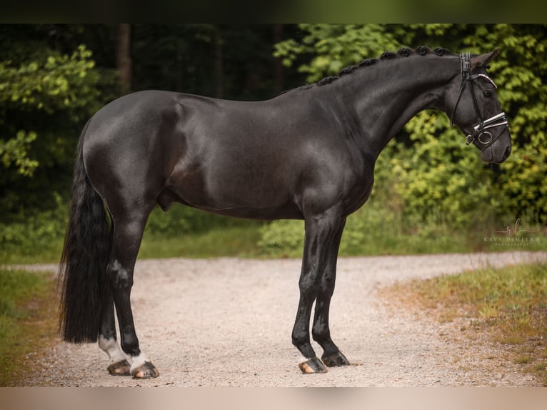 Hannoveriano Caballo castrado 5 años 167 cm Negro in Wehringen