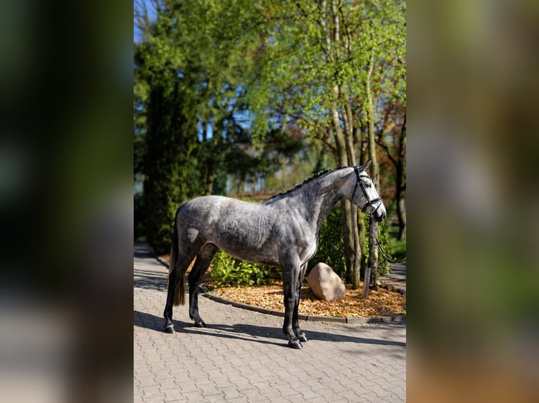Hannoveriano Caballo castrado 5 años 167 cm Tordo in Fürstenau