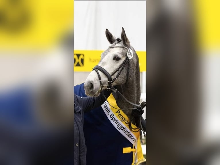 Hannoveriano Caballo castrado 5 años 167 cm Tordo in Schiffdorf