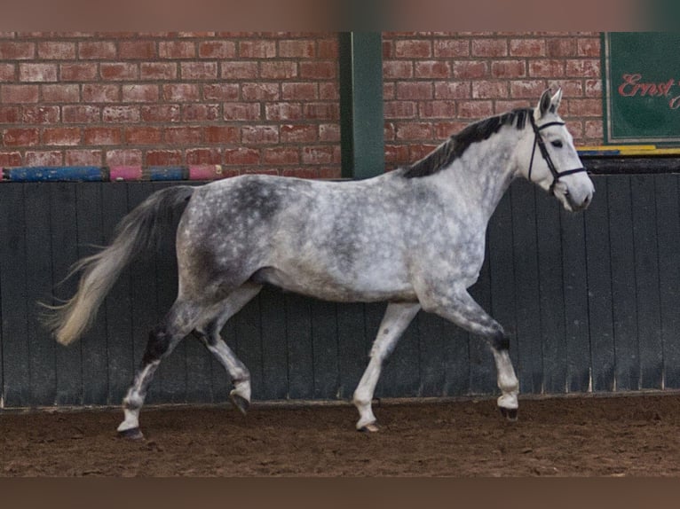 Hannoveriano Caballo castrado 5 años 167 cm Tordo rodado in Preußisch Oldendorf