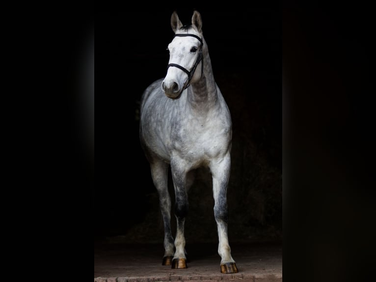 Hannoveriano Caballo castrado 5 años 167 cm Tordo rodado in Preußisch Oldendorf