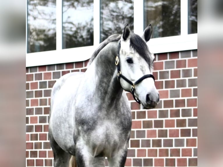 Hannoveriano Caballo castrado 5 años 167 cm Tordo rodado in Berne