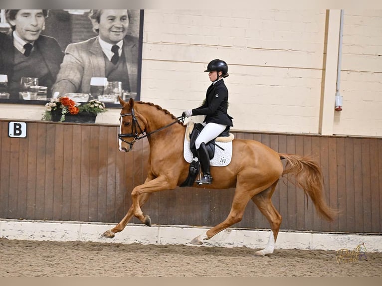 Hannoveriano Caballo castrado 5 años 168 cm Alazán in Ankum