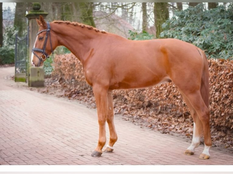 Hannoveriano Caballo castrado 5 años 168 cm Alazán in Ankum