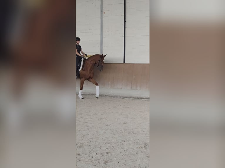 Hannoveriano Caballo castrado 5 años 168 cm Alazán in Wunstorf