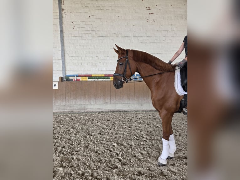 Hannoveriano Caballo castrado 5 años 168 cm Alazán in Wunstorf