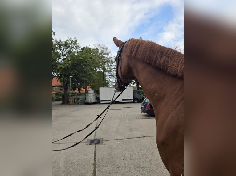 Hannoveriano Caballo castrado 5 años 168 cm Alazán in Wunstorf