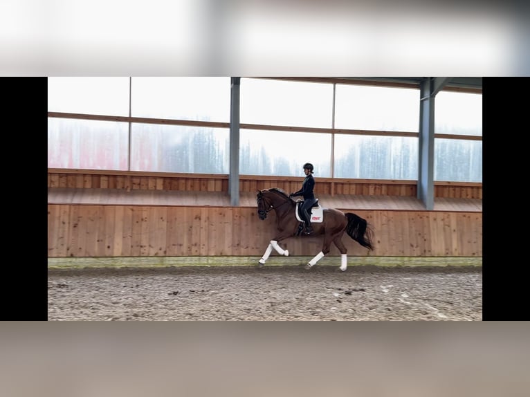 Hannoveriano Caballo castrado 5 años 168 cm Alazán in Löningen