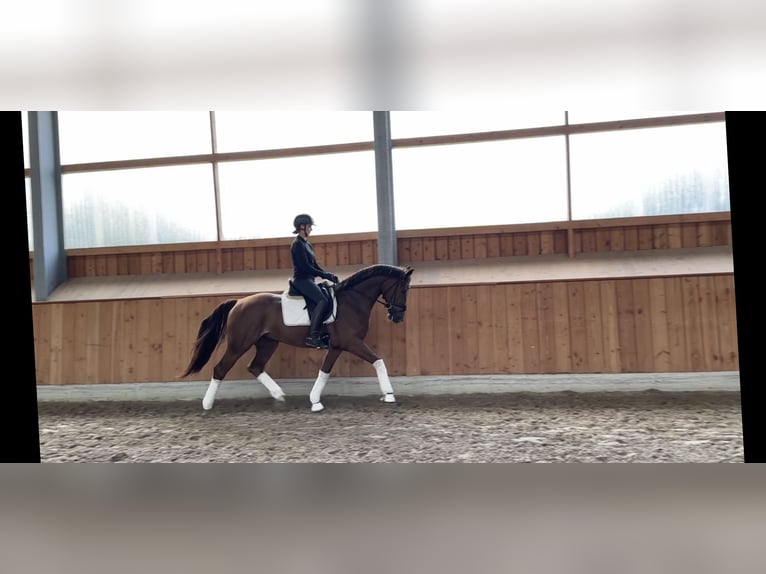 Hannoveriano Caballo castrado 5 años 168 cm Alazán in Löningen