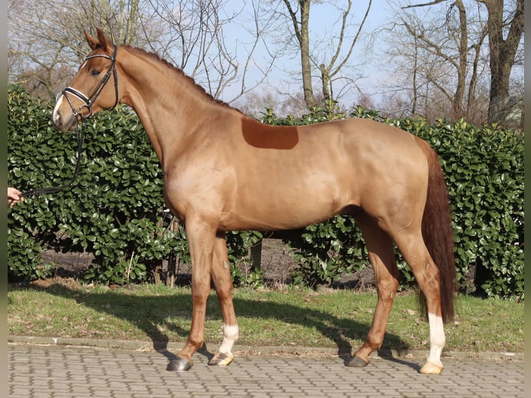 Hannoveriano Caballo castrado 5 años 168 cm Alazán in Regesbostel