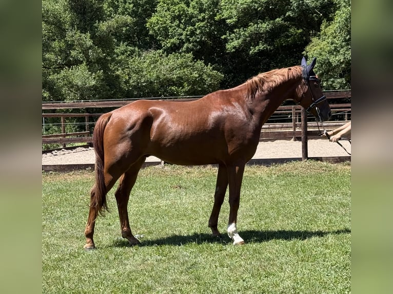 Hannoveriano Caballo castrado 5 años 168 cm Alazán in Schenklengsfeld
