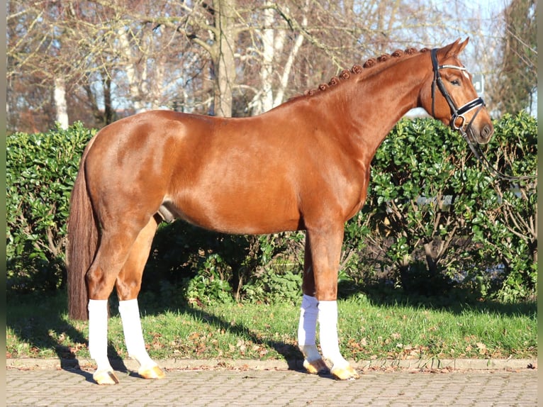 Hannoveriano Caballo castrado 5 años 168 cm Alazán in Selsingen