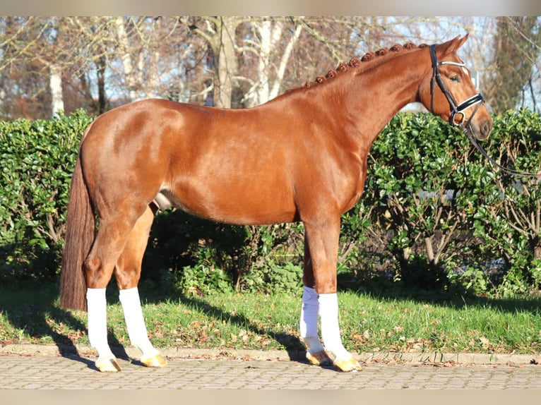 Hannoveriano Caballo castrado 5 años 168 cm Alazán in Selsingen