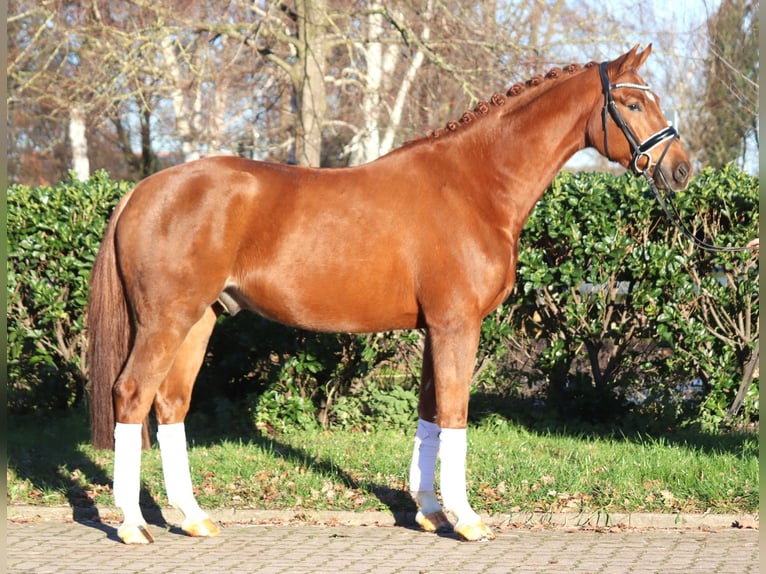 Hannoveriano Caballo castrado 5 años 168 cm Alazán in Selsingen