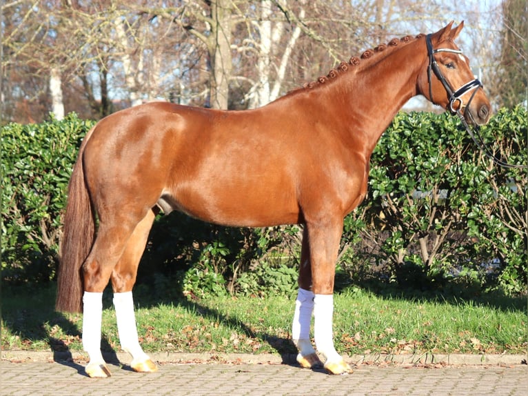 Hannoveriano Caballo castrado 5 años 168 cm Alazán in Selsingen