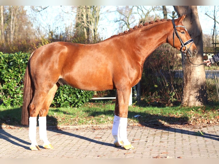 Hannoveriano Caballo castrado 5 años 168 cm Alazán in Selsingen