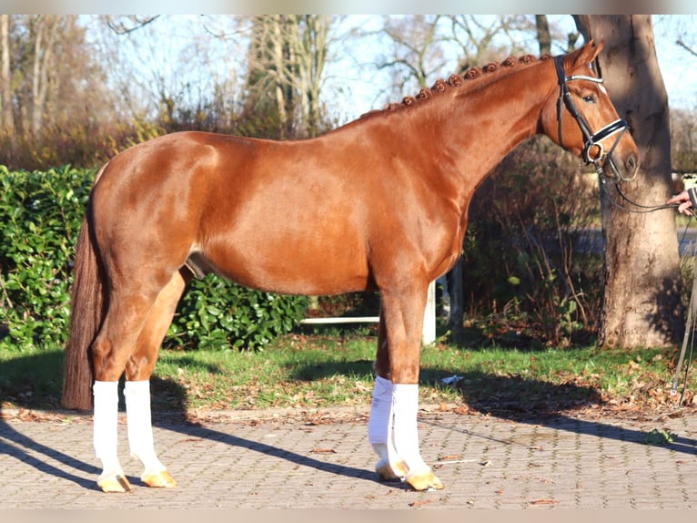 Hannoveriano Caballo castrado 5 años 168 cm Alazán in Selsingen