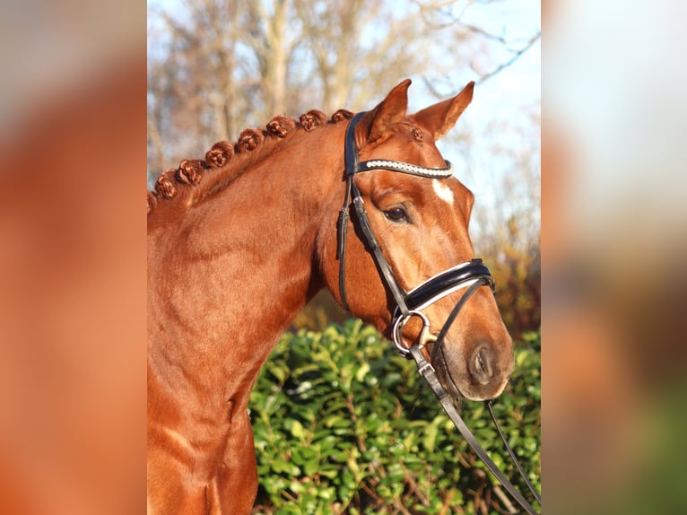 Hannoveriano Caballo castrado 5 años 168 cm Alazán in Selsingen