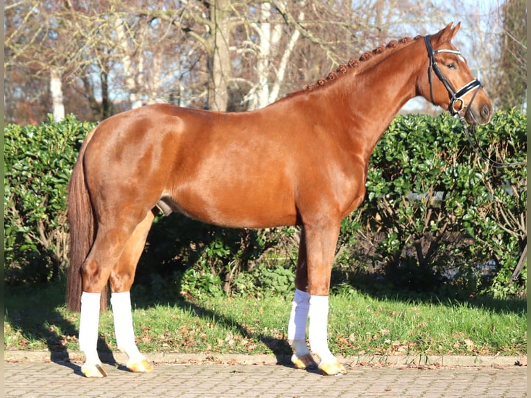 Hannoveriano Caballo castrado 5 años 168 cm Alazán in Selsingen