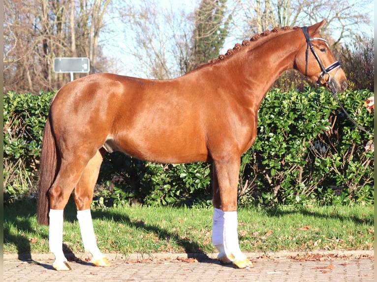 Hannoveriano Caballo castrado 5 años 168 cm Alazán in Selsingen