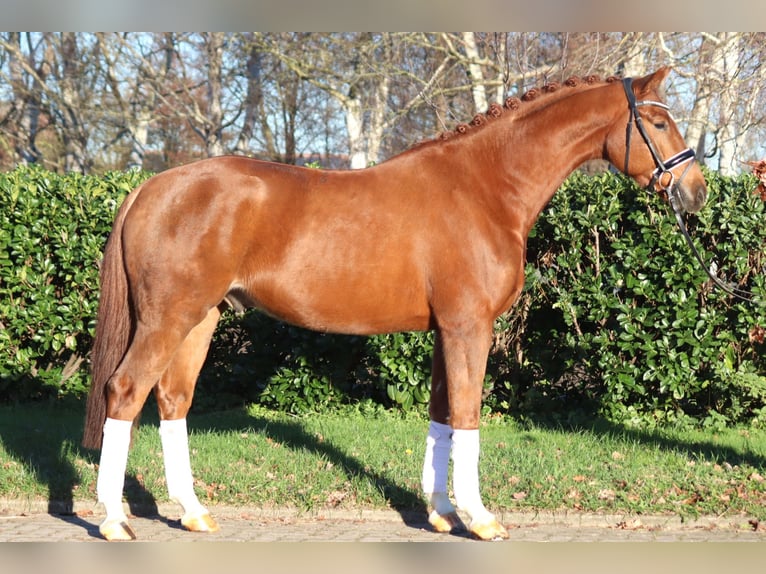 Hannoveriano Caballo castrado 5 años 168 cm Alazán in Selsingen