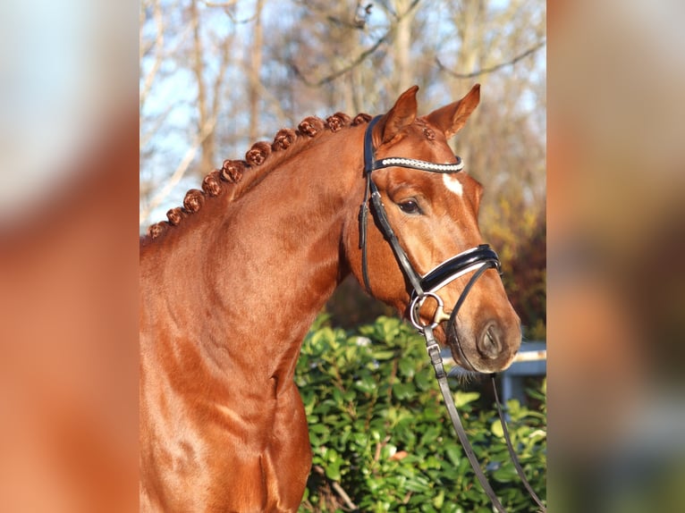 Hannoveriano Caballo castrado 5 años 168 cm Alazán in Selsingen