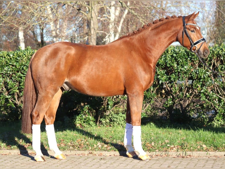 Hannoveriano Caballo castrado 5 años 168 cm Alazán in Selsingen