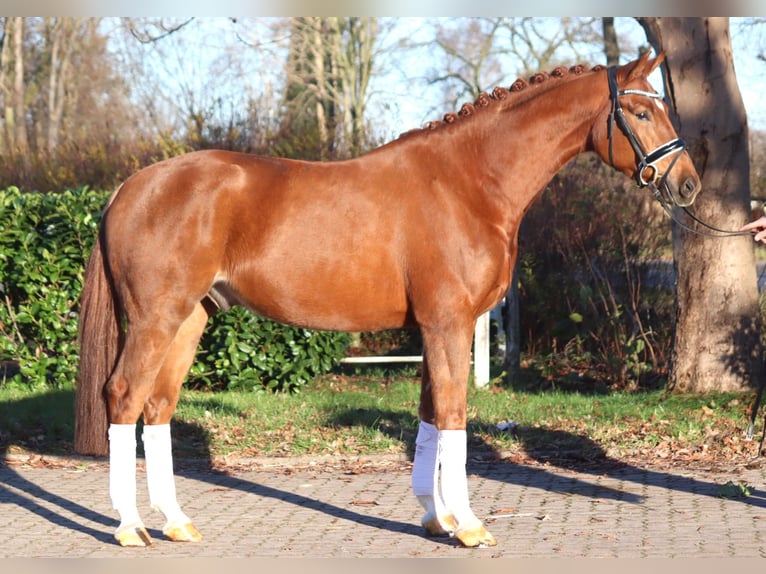 Hannoveriano Caballo castrado 5 años 168 cm Alazán in Selsingen