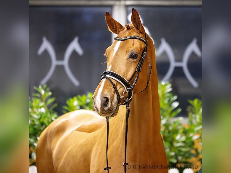 Hannoveriano Caballo castrado 5 años 168 cm Alazán in Verden