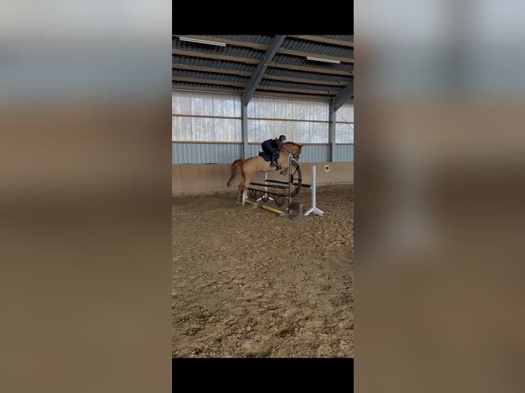 Hannoveriano Caballo castrado 5 años 168 cm Alazán in Cuxhaven