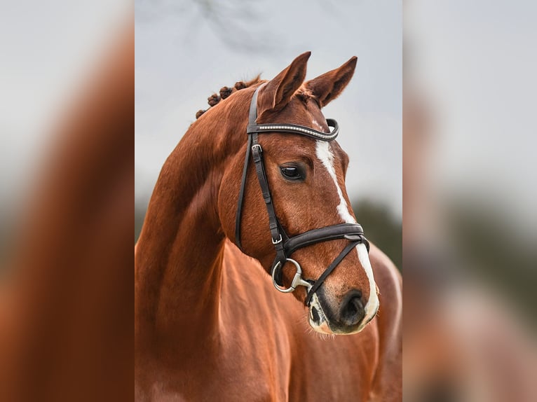 Hannoveriano Caballo castrado 5 años 168 cm Alazán in Riedstadt