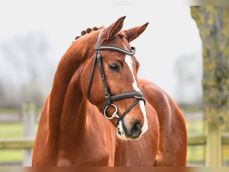 Hannoveriano Caballo castrado 5 años 168 cm Alazán in Riedstadt