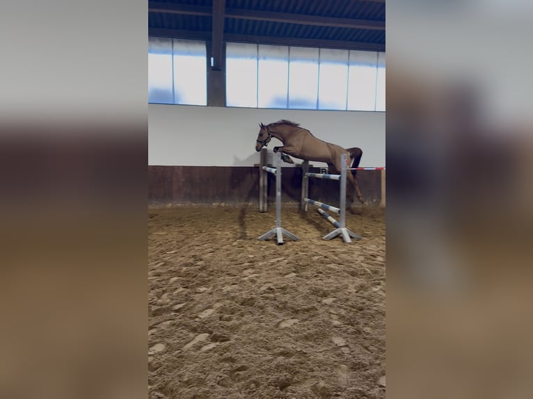 Hannoveriano Caballo castrado 5 años 168 cm Alazán in Kolbermoor