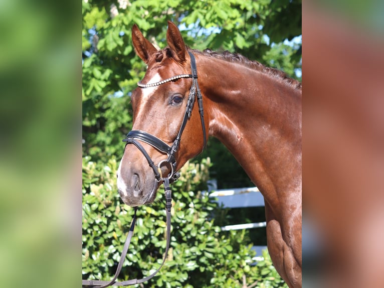 Hannoveriano Caballo castrado 5 años 168 cm Alazán-tostado in Selsingen