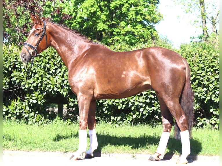 Hannoveriano Caballo castrado 5 años 168 cm Alazán-tostado in Selsingen