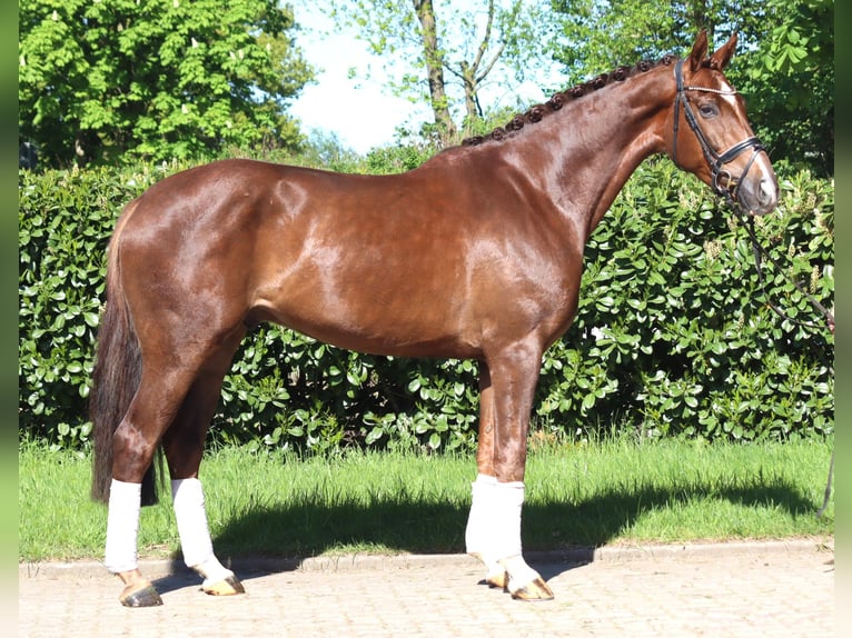 Hannoveriano Caballo castrado 5 años 168 cm Alazán-tostado in Selsingen