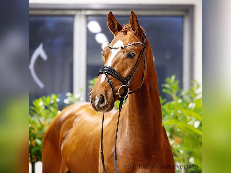 Hannoveriano Caballo castrado 5 años 168 cm Alazán-tostado in Verden