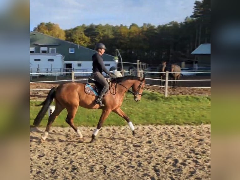 Hannoveriano Caballo castrado 5 años 168 cm Castaño in Schwarmstedt