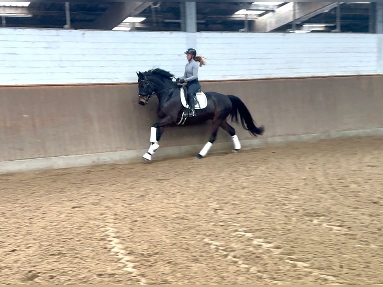 Hannoveriano Caballo castrado 5 años 168 cm Castaño in Misselwarden