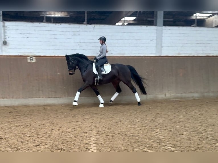 Hannoveriano Caballo castrado 5 años 168 cm Castaño in Misselwarden